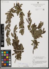 Foto von Salix waldsteiniana Willd.